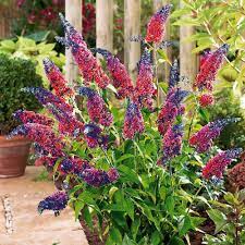 Buddleja Davidii Flower Power Blomsterhave Smukke Blomster Sommerfuglebusk
