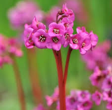 Image result for Bergia polyantha