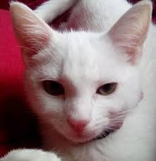 These are my babies🥰 Simba and Luna (all white) I love them so much. Simba  is my Chonkachonk and Luna girl is my sassy one.