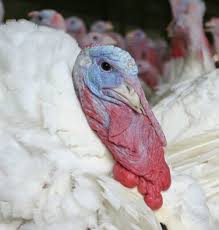 The Fleshy Growth From The Base Of The Beak Which Is Very Long On Male Turkeys And Hangs Down Over The Beak Is Called The Turkey Facts Holiday Turkey Turkey