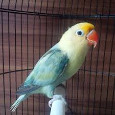 Jenis Lovebird Import Paling Mahal Perawatan Burung Goruntuler Ile Papagan