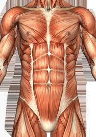 Torso muscles anatomy model is visible for you to inquiry on this website. Anterior Muscles Of Torso Torso Muscles Lateral Text Royalty Free Vector Image Our Engaging Videos Interactive Quizzes This Article Will Give You Alinebarros7