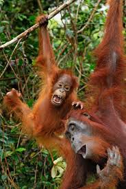 the future s orange a baby borneo orangutan has a swinging time with mum bornean orangutan orangutan borneo orangutan