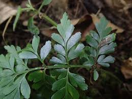 Image result for Asplenium buettneri