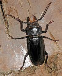 Within the family itself, many genera are very similar in appearance. Beetles Coleoptera Wisconsin Horticulture