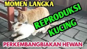 Check spelling or type a new query. Cara Perkembangbiakan Kucing Reproduksi Kucing Perkembangbiakan Pada Hewan Youtube
