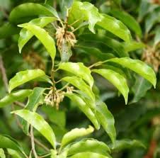 Image result for Mimusops elengi