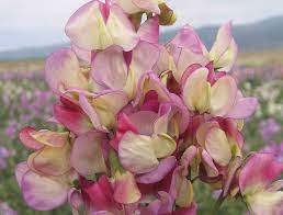 From flowers that are true symbols of friendship to their favorite blooms, pick a gift for your friends on this special day. 7 Gorgeous Flowers For Friendship Day The English Garden