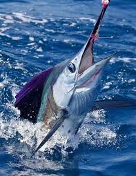 Pin By Jacob Sivits On Fishing Salt Water Fish Salt Water Fishing Fish