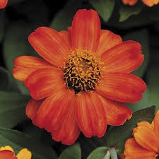Zinnia x hybrida profusion double f1fire. Profusion Fire Zinnia Seeds