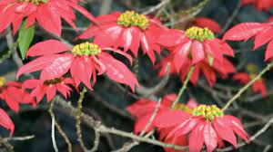 The Poinsettia Jesus Life Story In A Plant The United Methodist Church