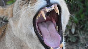 140 à 225 kg pour le mâle, 110 à 180 kg pour la femelle. Un Hypercarnivore Sept Fois Plus Gros Qu Un Lion Decouvert Au Kenya Midilibre Fr