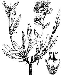 Above the v, use u shaped lines to form the petals of the second flower. How To Draw Lavender Flower Coloring Pages Download Print Online Coloring Pages For Free Color Nimbus