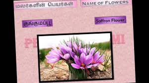 He told that he has to compile a similar list for groceries, vegetables, animals, fishes and so on. Best Of Flowers Name In Tamil With Images Top Collection Of Different Types Of Flowers In The Images Hd