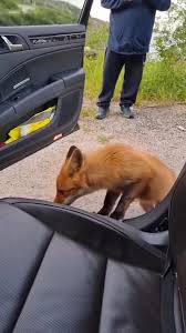 How to kidnap a fox 🦊😍 No animals was hurt making this ...