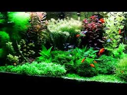 Holland aquarium, 100 x 40 x 50 cm. Wn Qatar Aquarium