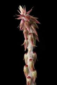 Image result for Centrostachys aquatica