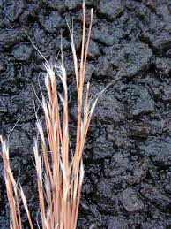 Image result for Schizachyrium jeffreysii