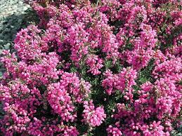 Pin On Garden Ideas