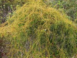 Image result for Cassytha filiformis