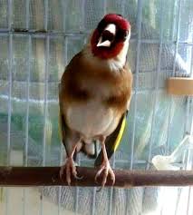 Le Grand Oiseau Chanteur Aucun Ne Peu L Egale