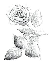 Ver más ideas sobre calaveras chidas, calaveras, imagenes de calavera. Imagenes Para Dibujar A Lapiz Rosas Chidas De Amor Imagenes Para Dibujar Rosas Lapiz