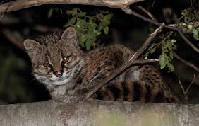 Colocolo is a small spotted and striped cat native to the west andean slope in central and northern chile. Colegio Medico Veterinario De Chile A G