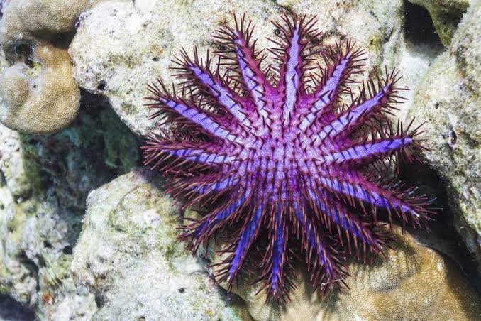 Mga resulta ng larawan para sa red and purple Crown of Thorns Sea Star"