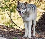 Zoo Welcomes Wolves and Wild Wolves Return | California Wolf Center
