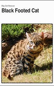 The blackfooted cat is one of the very smallest cat. Black Footed Cat Interesting Little Wild Cat 1 Baskin Carole Mitchell Lawanna Amazon Com