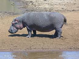 Facebook gives people the power. Badak Air Foto Gambar