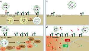 It is used to treat infections of some parasites. Farmacos De Uso Frecuente En Dermatologia Como Terapia Para Covid 19 Sciencedirect