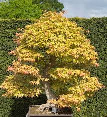 Bonsai Tree Free Stock Photos Rgbstock Free Stock Images Micromoth May 02 2014 4