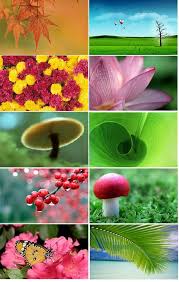 Cool Hd Nature Desktop Wallpaper Pack For Windows 7 This exquisite 3d nature screensaver is beautifully crafted to decorate your monitor. cool hd nature desktop wallpaper pack