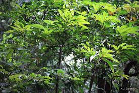 Image result for Cylicomorpha parviflora