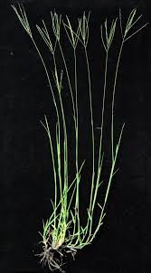 Image result for Digitaria pseudodiagonalis