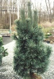 Pinus flexilis, commonly called limber pine, is primarily found in 'vanderwolf's pyramid' is an upright, pyramidal tree with closely spaced, twisted, silvery blue green needles. Pinus Flexilis Vanderwolf S Pyramid