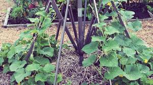 All of these factors eventually go a long way in increasing your. Using Concrete Wire Mesh To Train Plants In Your Vegetable Garden