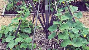 Use a trowel to dig a hole big enough to accommodate the roots of the plant, and if you're growing strawberries in the ground, plant them 45cm (18) apart, leaving 75cm (30) between rows. Using Concrete Wire Mesh To Train Plants In Your Vegetable Garden