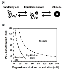 What is the relationship between dna, codons, and proteins? Molecules Free Full Text Dna Manipulation And Single Molecule Imaging Html