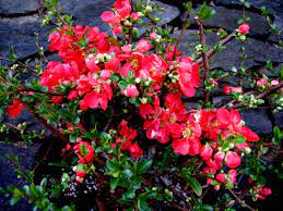 Flowering quince is one of the earliest plants to flower in the spring with a beautiful display of coral red flowers. Texas Scarlet Flowering Quince Carolyn S Shade Gardens