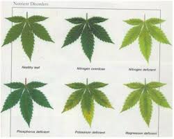 plant nutrient deficiency leaf illustrations and charts