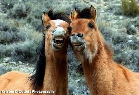 Victory University Pulls Out Of Deadly Wild Horse Spay Procedure Animals Horses Animal Abuse