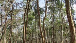 3 14 seu pai, raul varella seixas, era engenheiro da estrada de ferro e sua mãe, maria eugênia santos seixas, se dedicava às atividades domésticas. Chilena Cmpc Compra Bosques De Eucalipto Para Expandir Operacoes No Rs Lexlatin