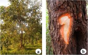 Image result for Harungana madagascariensis