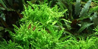 Image result for Pogostemon rogersii