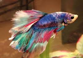35 Different Types Of Betta Fish With Beautiful Pictures Pet Fish Betta Fish Beautiful Fish