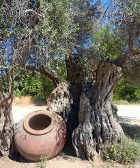 700 Year Old Olive Tree Polis Cyprus North Cyprus Cyprus Cyprus Island