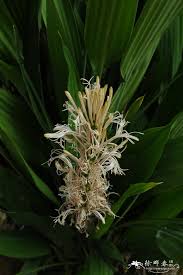 Image result for Dracaena aubryana