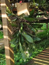 Image result for Aerangis collum-cygni